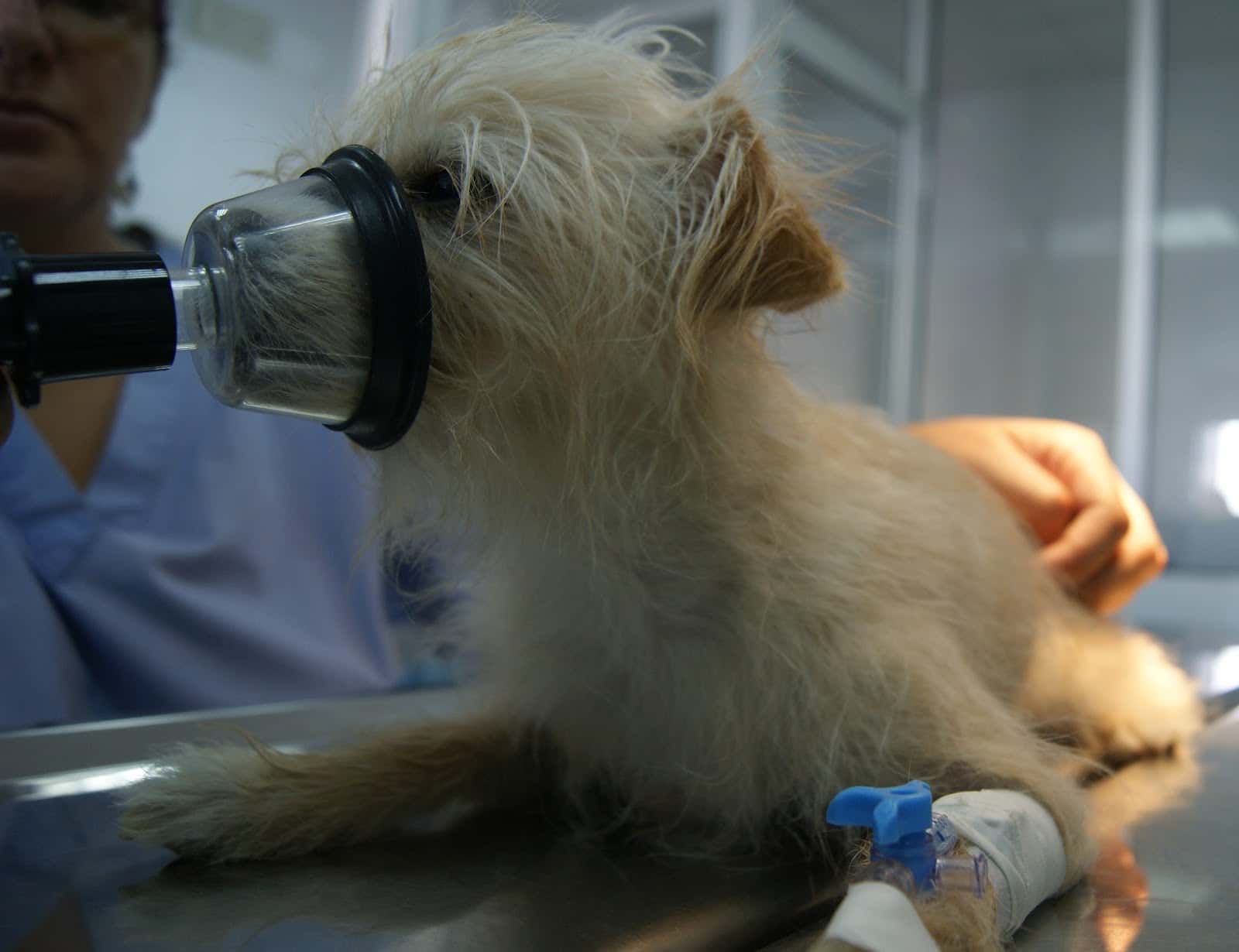 Clinica Veterinaria La Huella (Bormujos)