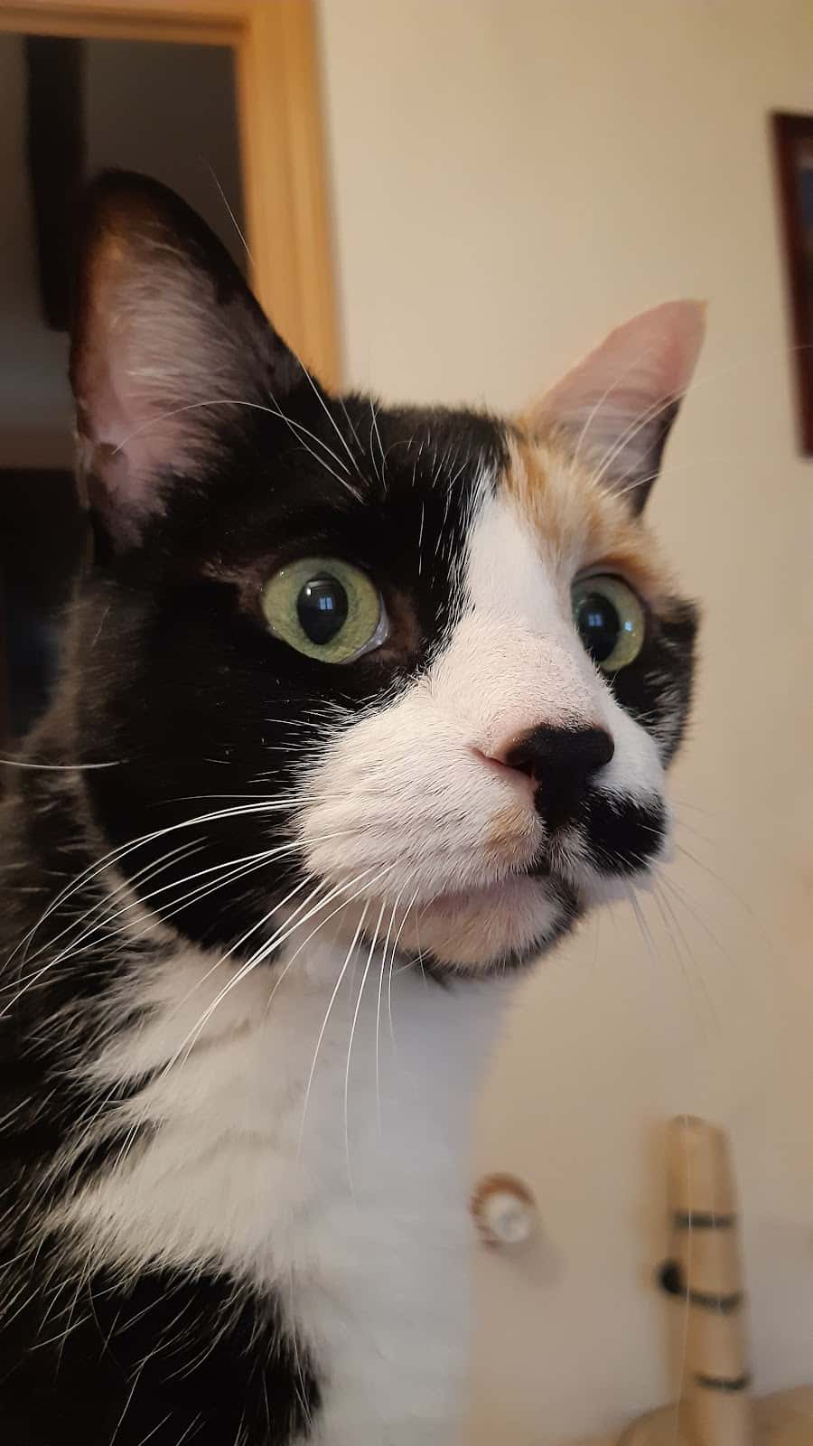 Clínica Veterinaria Montero