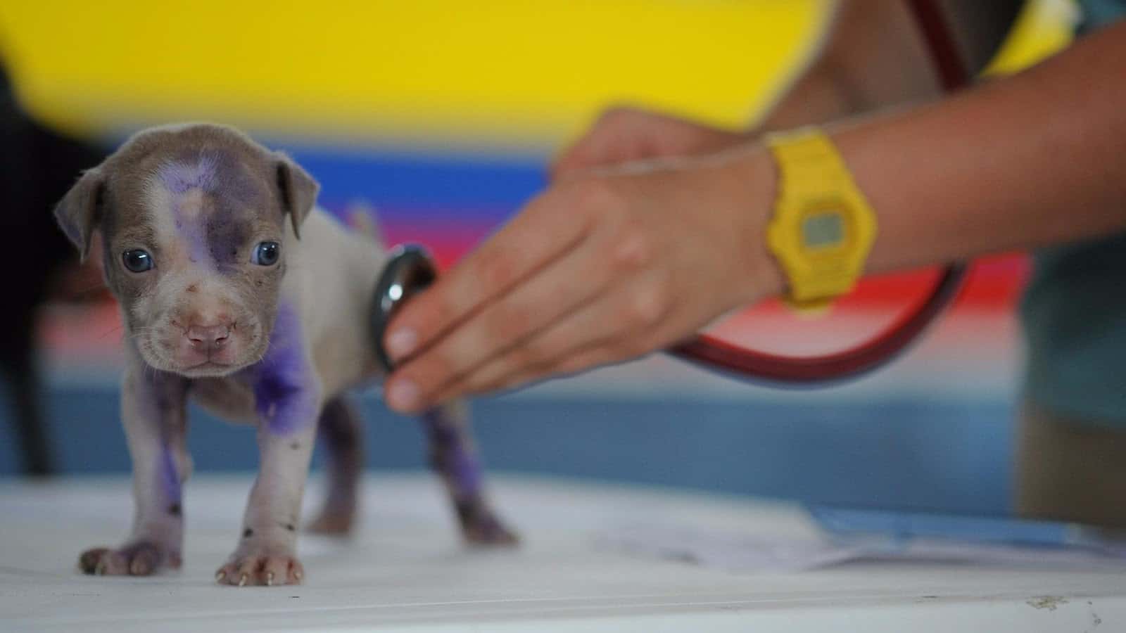 Centro Veterinario Laykat