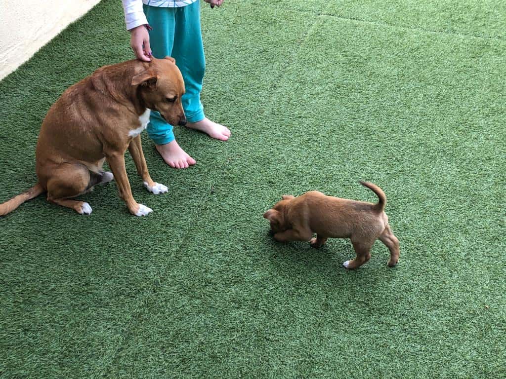 Centro Veterinario Laykat