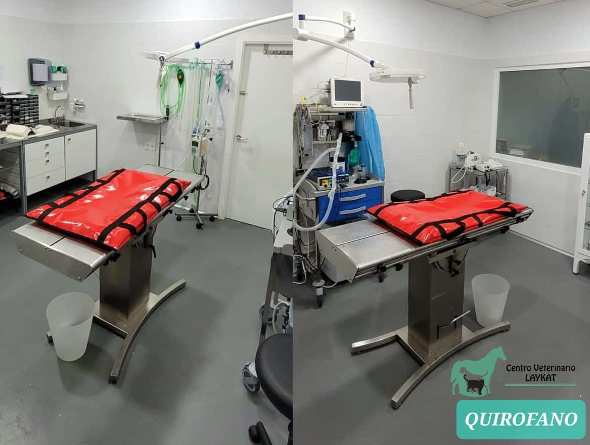 Centro Veterinario Laykat