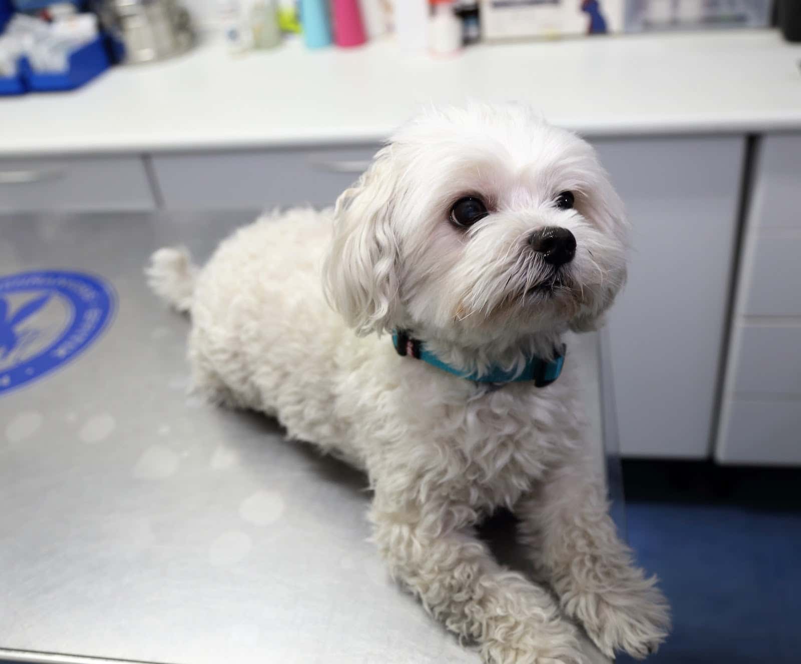 Clínica Veterinaria Santa Justa