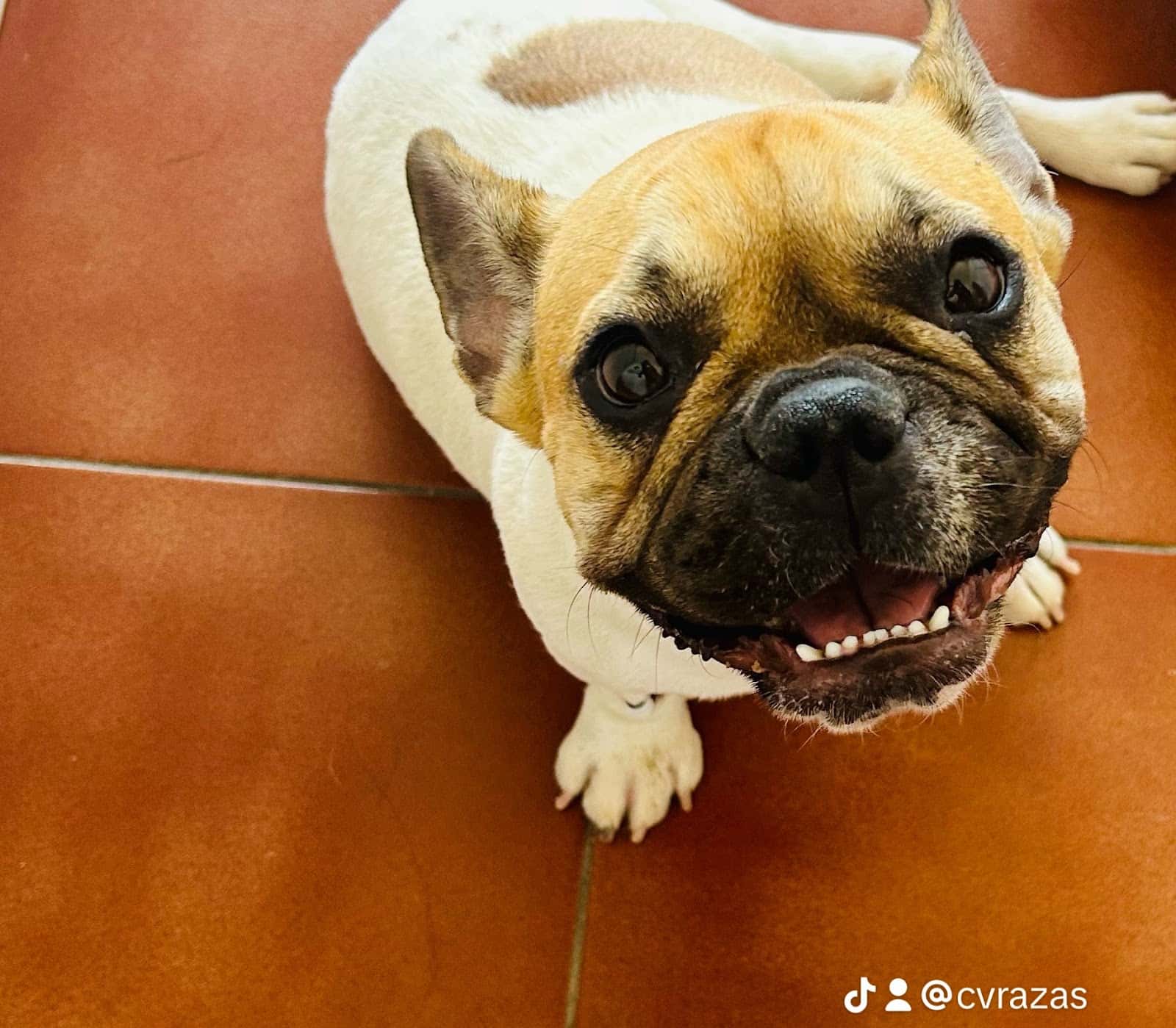CLÍNICA VETERINARIA RAZAS