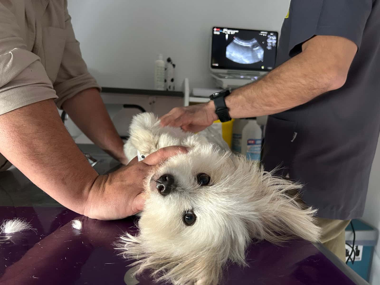 CLÍNICA VETERINARIA RAZAS