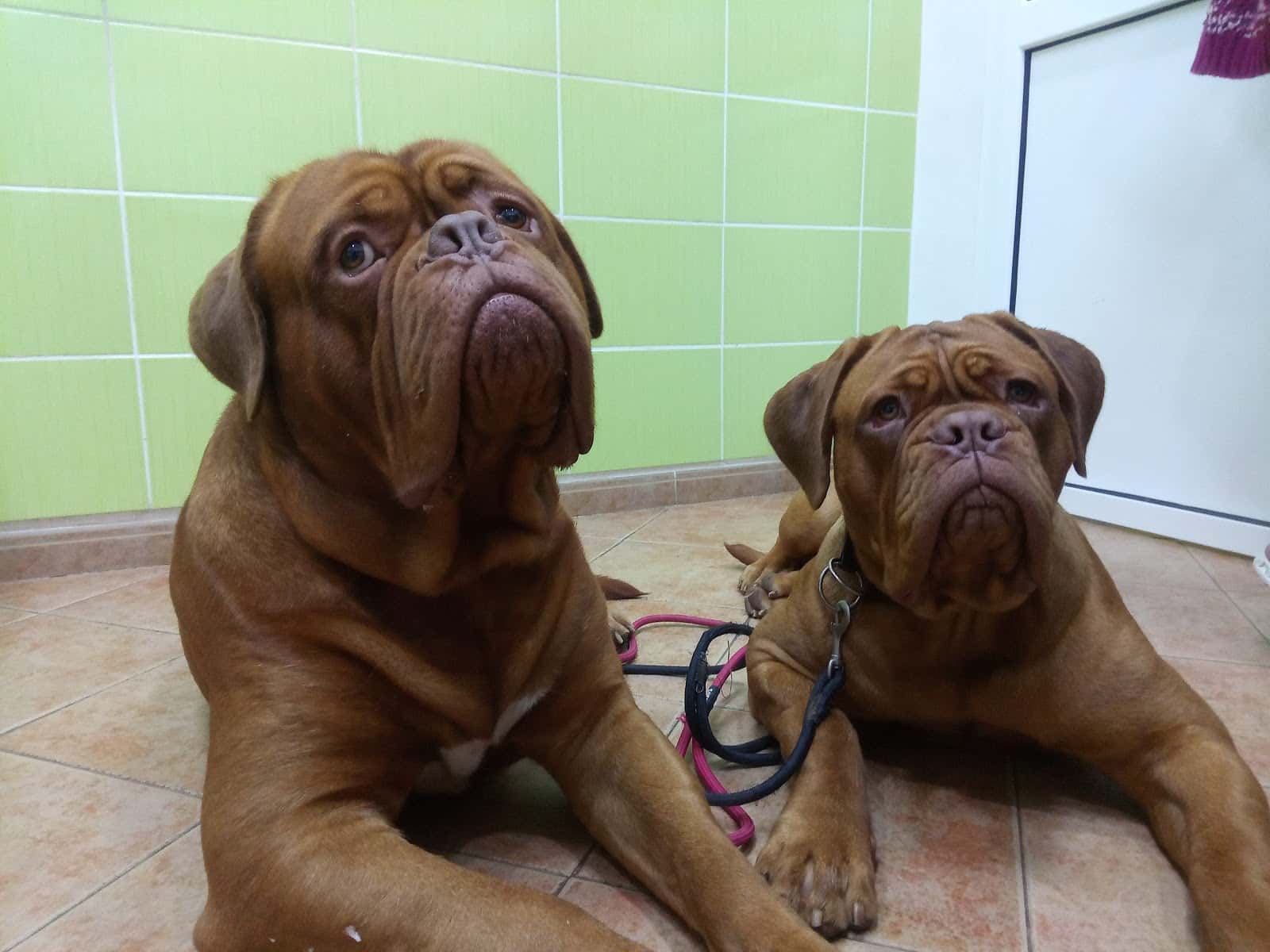 CENTRO VETERINARIO BRENES