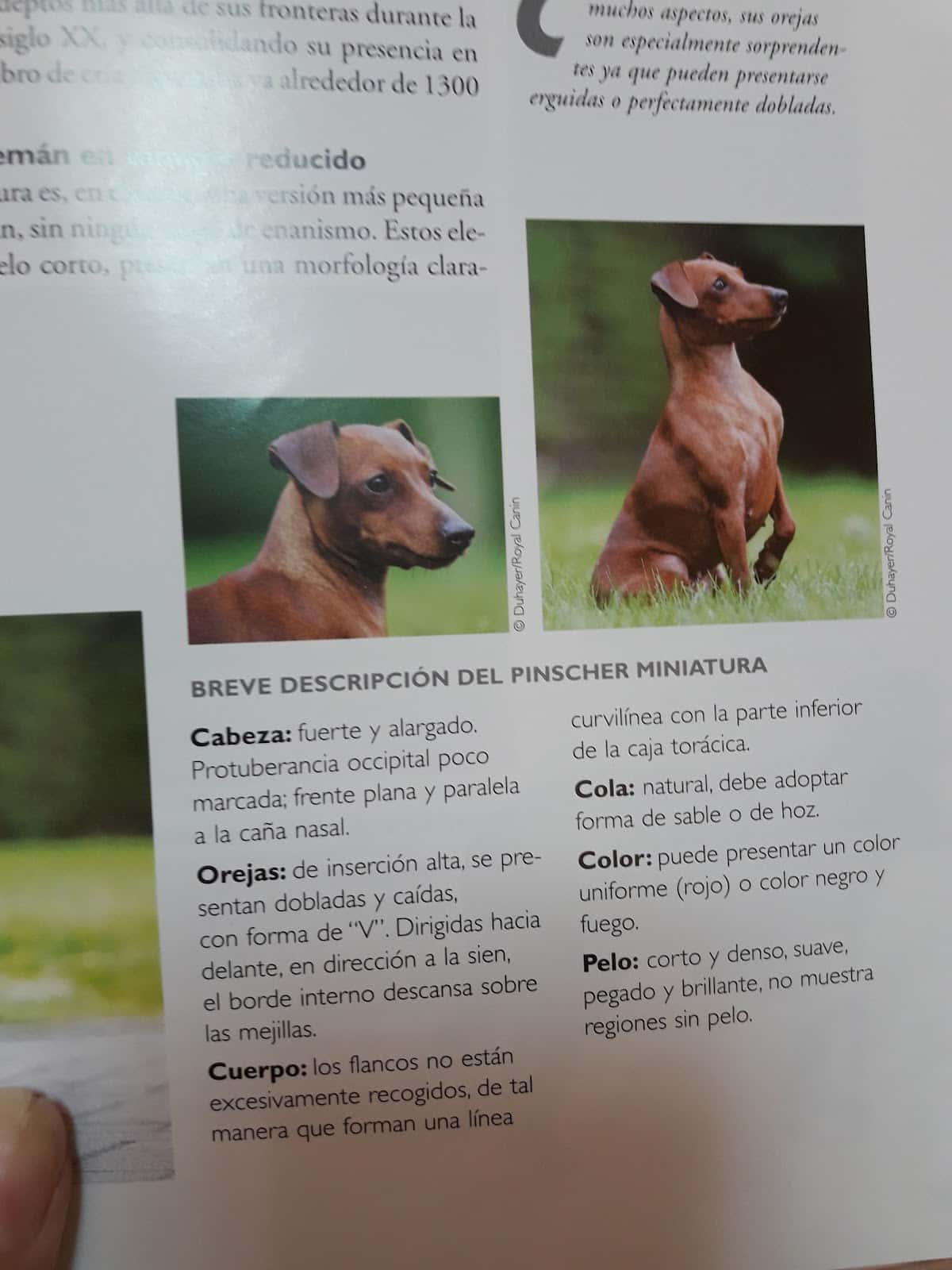 CENTRO VETERINARIO BRENES