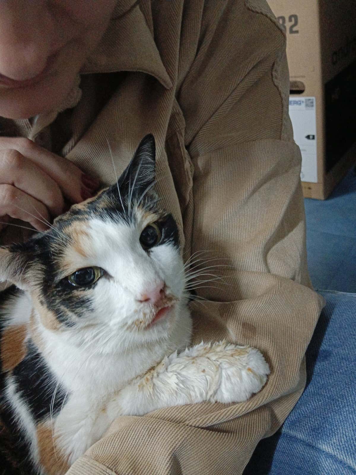 Clinica Veterinaria Bichos