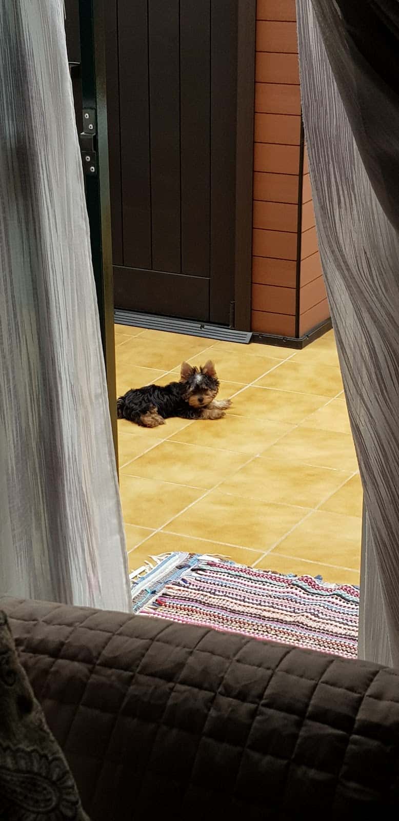 Clinica Veterinaria Bichos