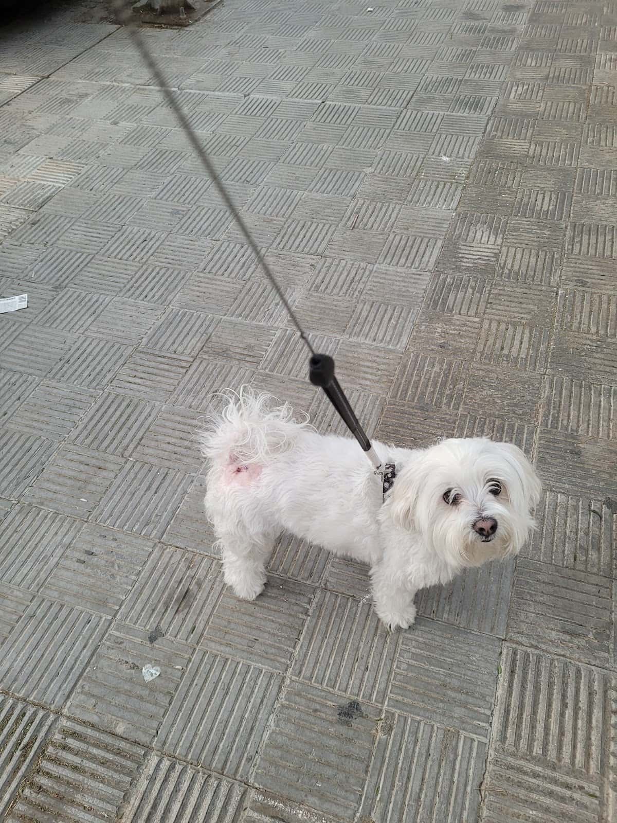 clinica veterinaria benacazon veterinario clinica en benacazon en sevilla principalImage ADOPTA Sitios Pet Friendly