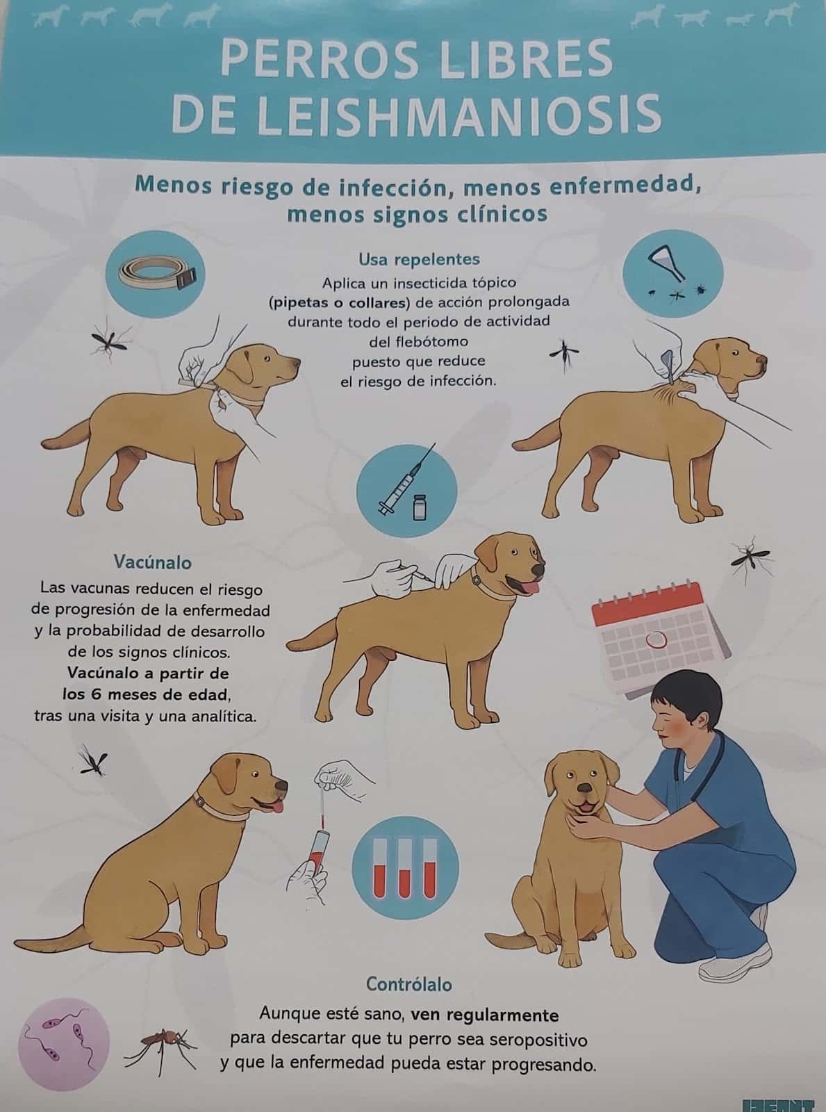 rincovet veterinario centro en la rinconada en sevilla principalImage ADOPTA Sitios Pet Friendly