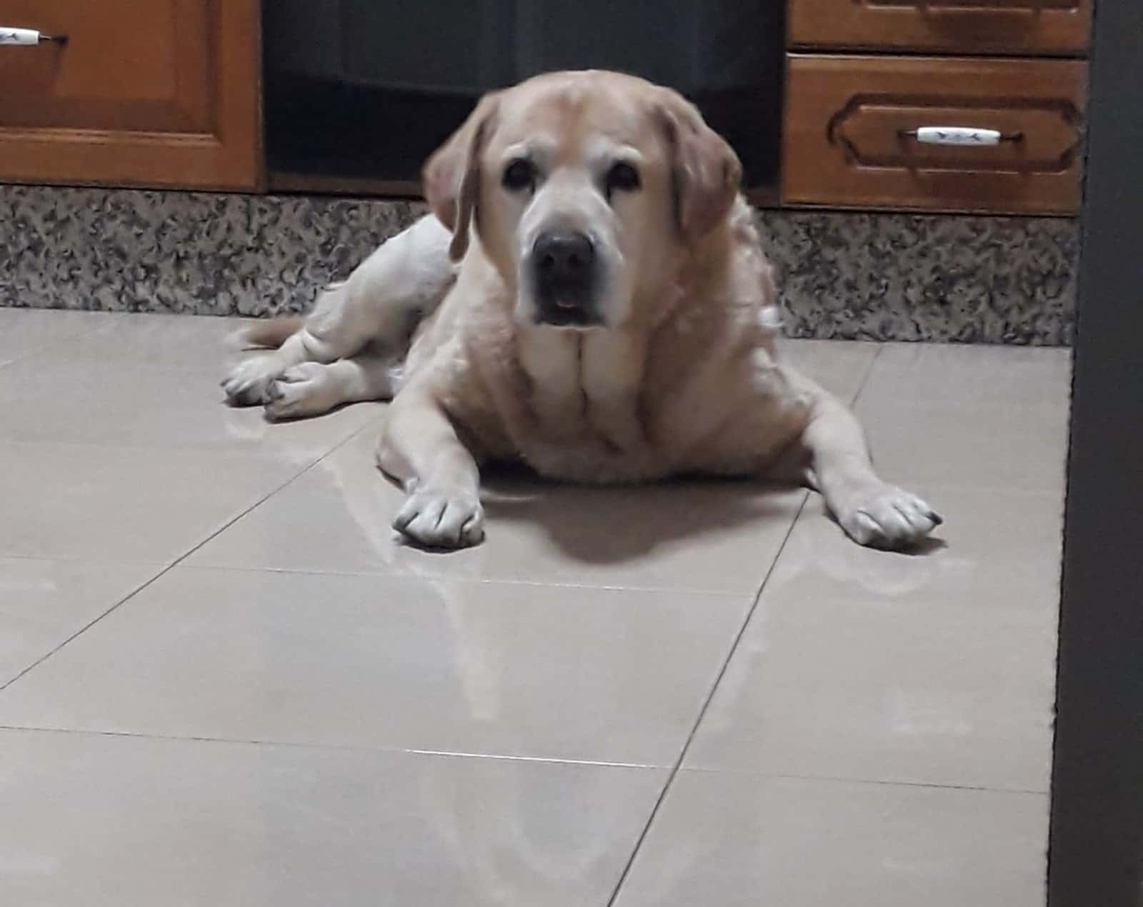 Clínica Veterinaria La Huella (Umbrete)
