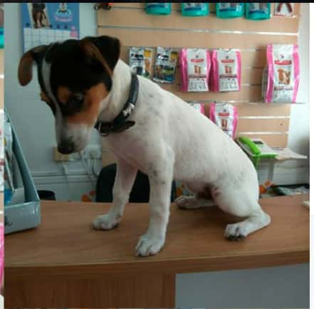 Clínica Veterinaria La Huella (Umbrete)