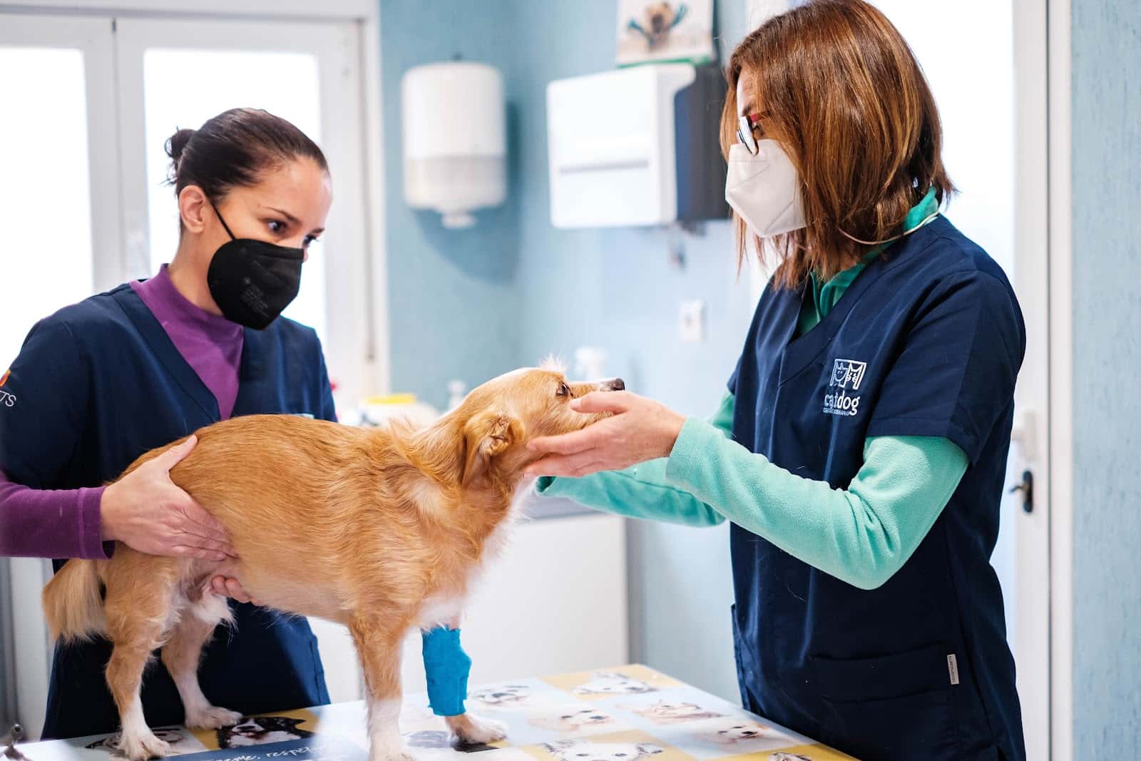 Centro Veterinario Catdog Gines