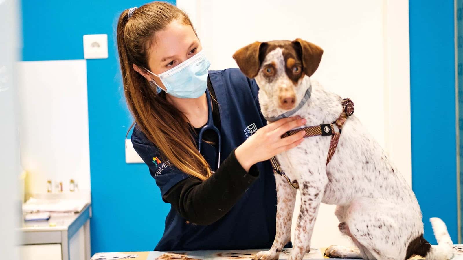centro veterinario catdog gines veterinario centro en gines en sevilla principalImage ADOPTA Sitios Pet Friendly