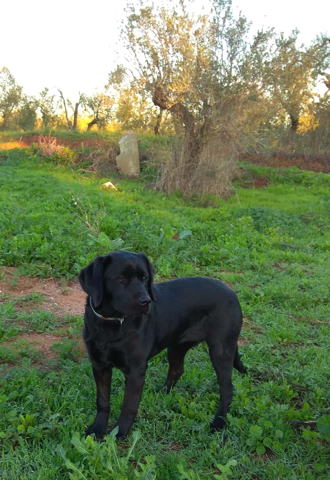 AniCura Bormujos Clínica Veterinaria