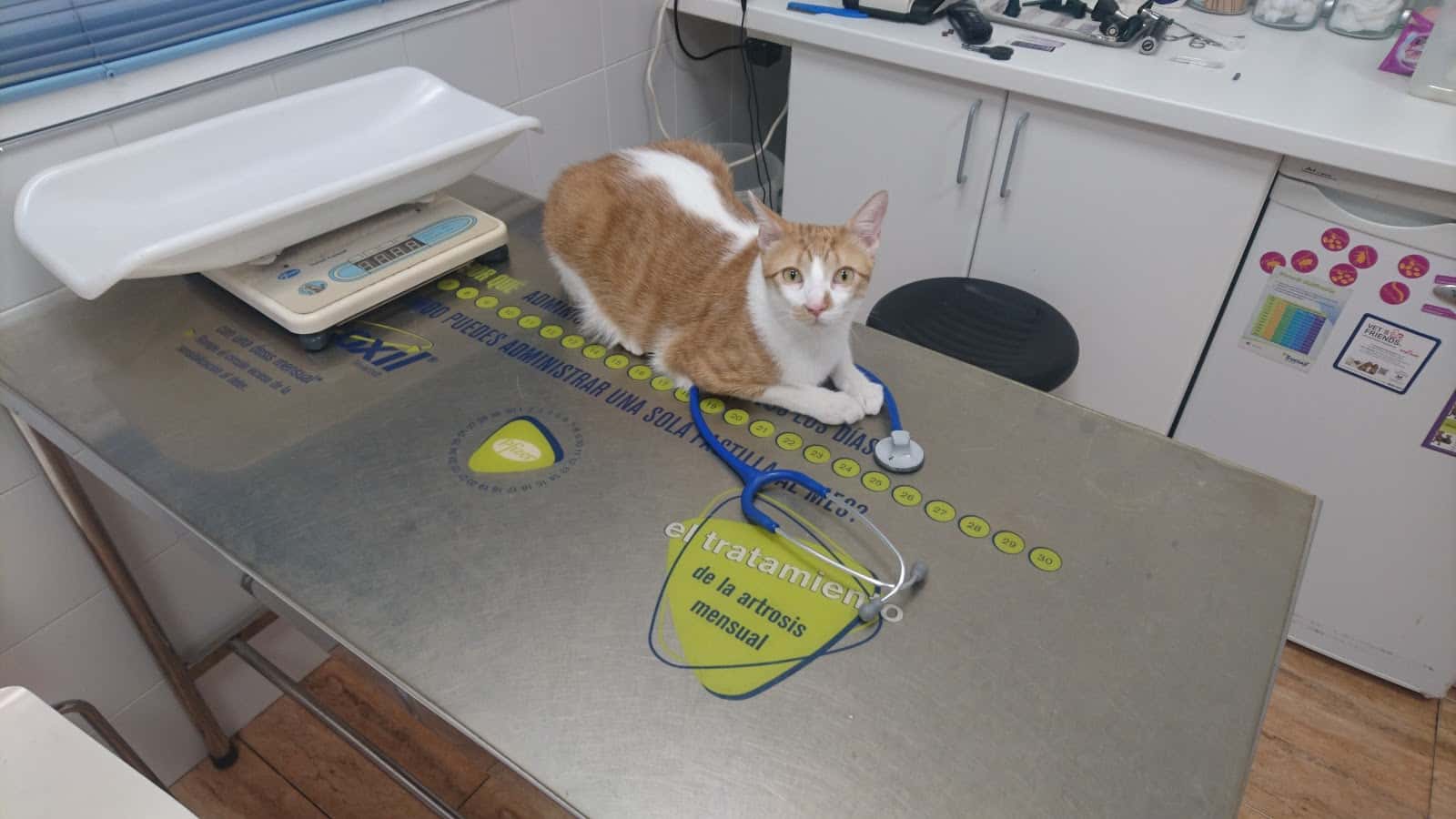 AniCura Bormujos Centro Veterinario