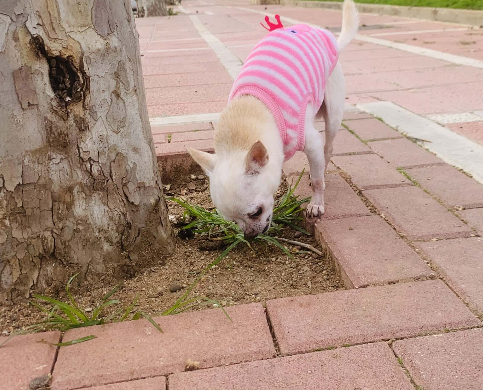 Clínica Veterinaria Tartessos