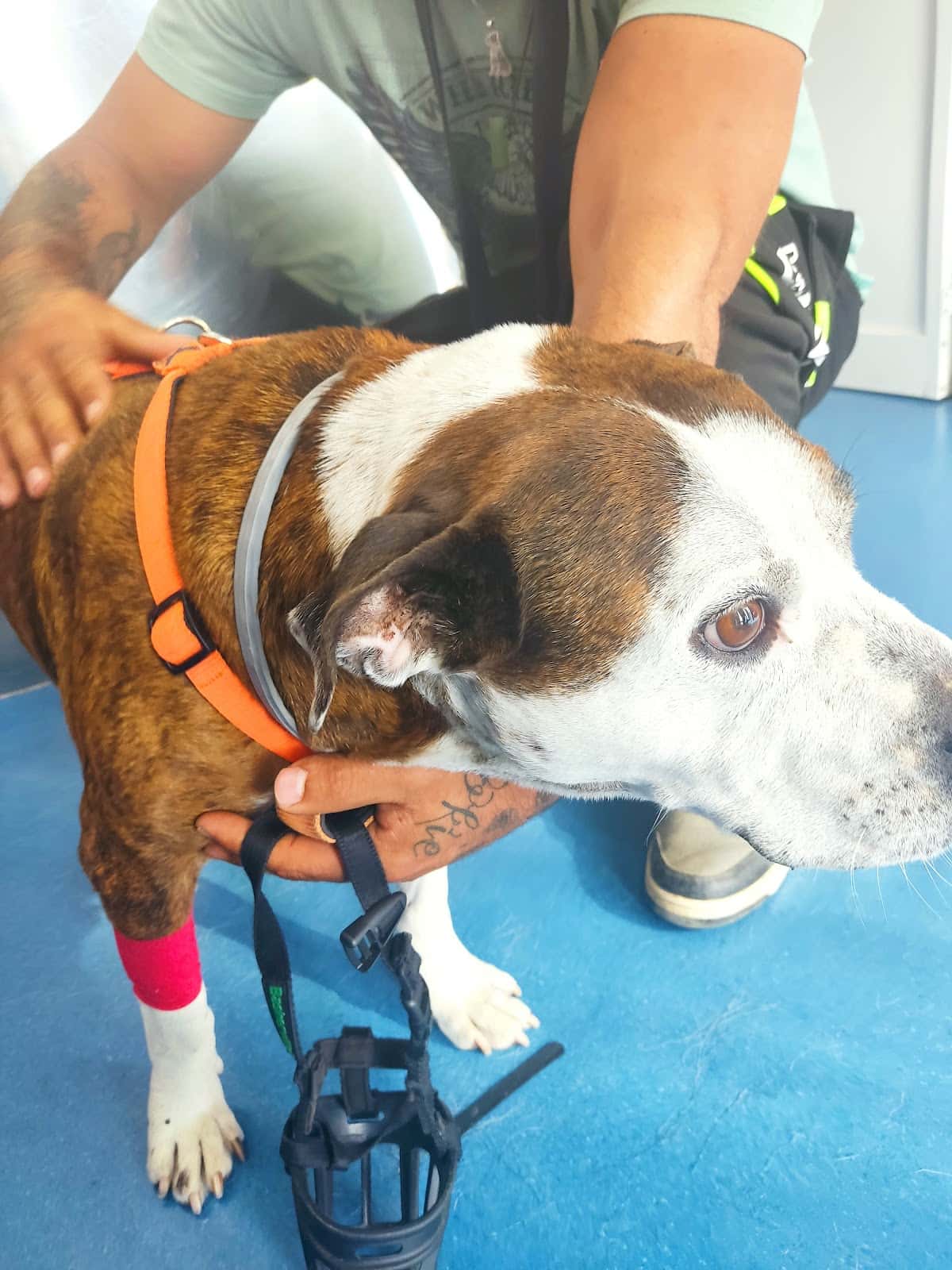 Clínica Veterinaria Tartessos
