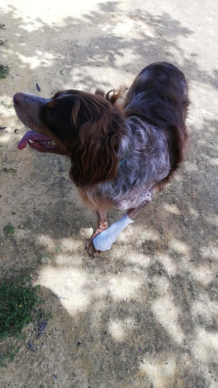 Clínica Veterinaria Tartessos