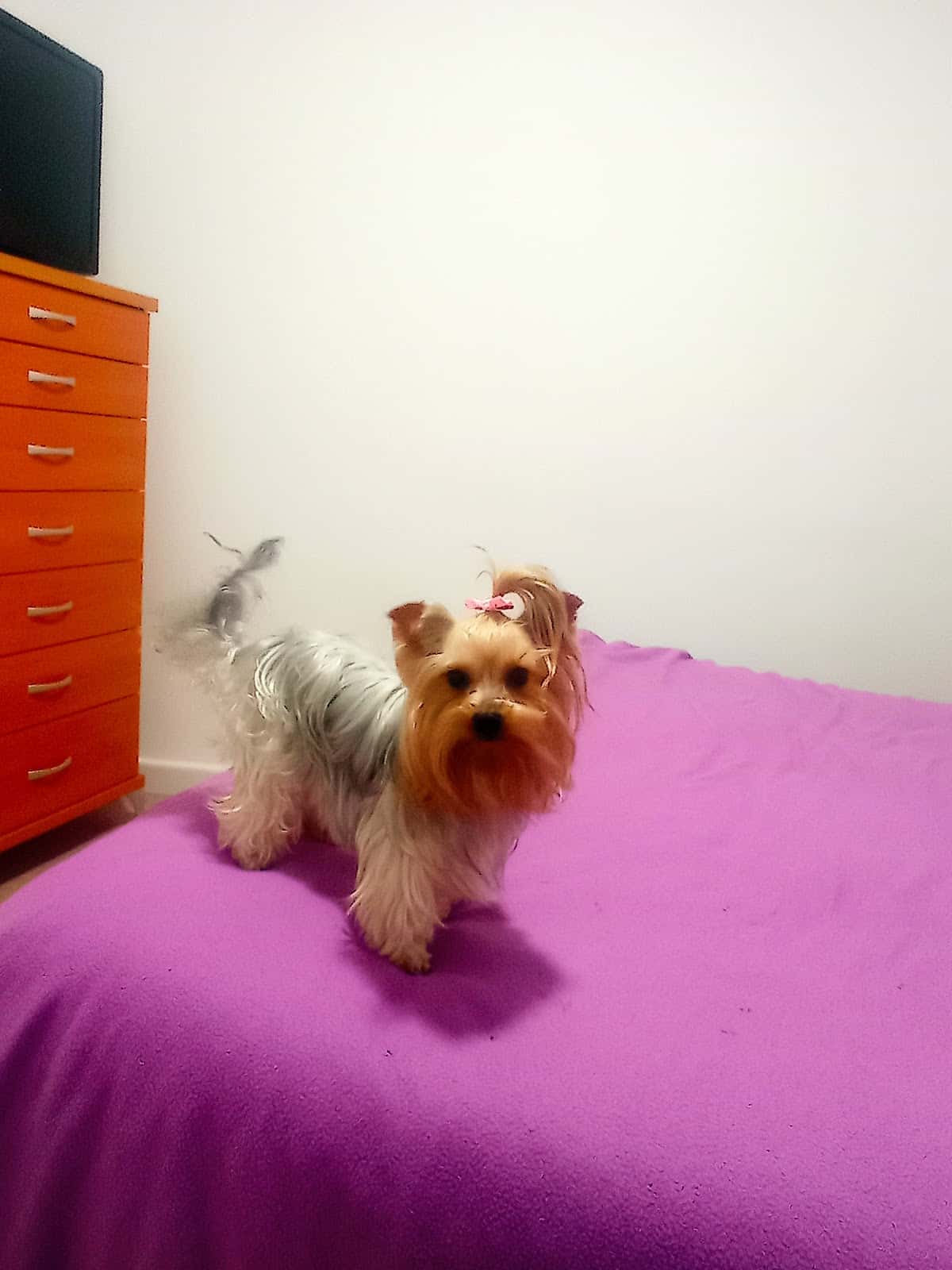 Clínica Veterinaria Tartessos