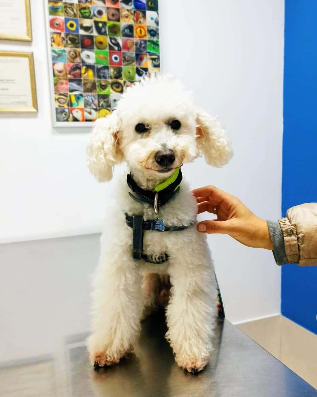 HISPALVET VETERINARIOS