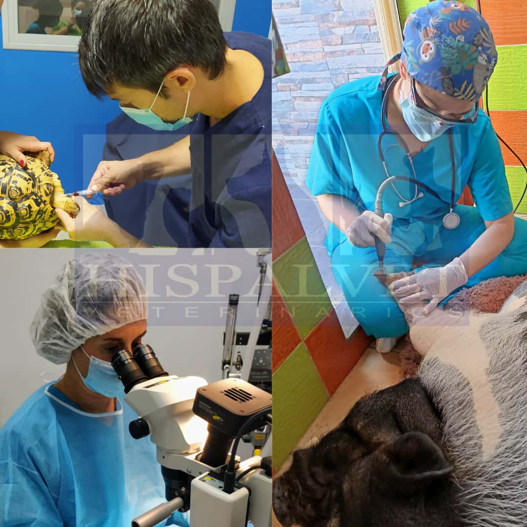 hispalvet veterinarios veterinario centro en tomares en sevilla principalImage ADOPTA Sitios Pet Friendly