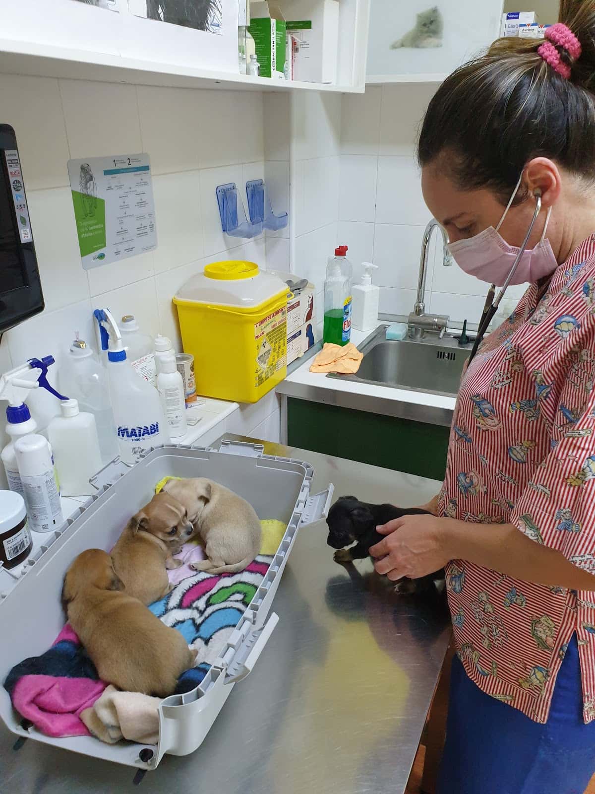 clinica veterinaria sonia galan veterinario clinica en mairena del alcor en sevilla principalImage ADOPTA Sitios Pet Friendly