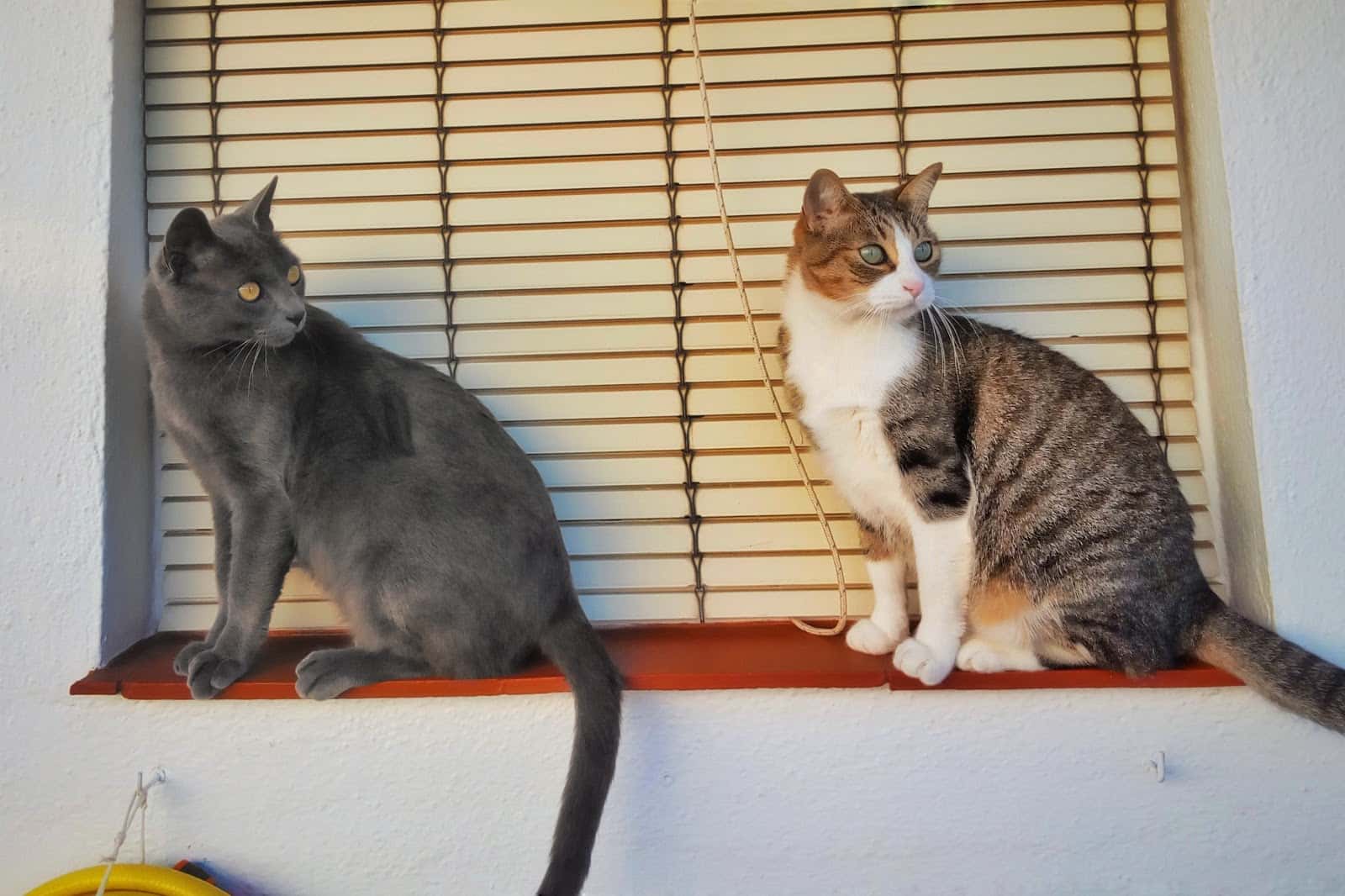 juan m  mejias s r l  veterinario centro en constantina en sevilla principalImage ADOPTA Sitios Pet Friendly