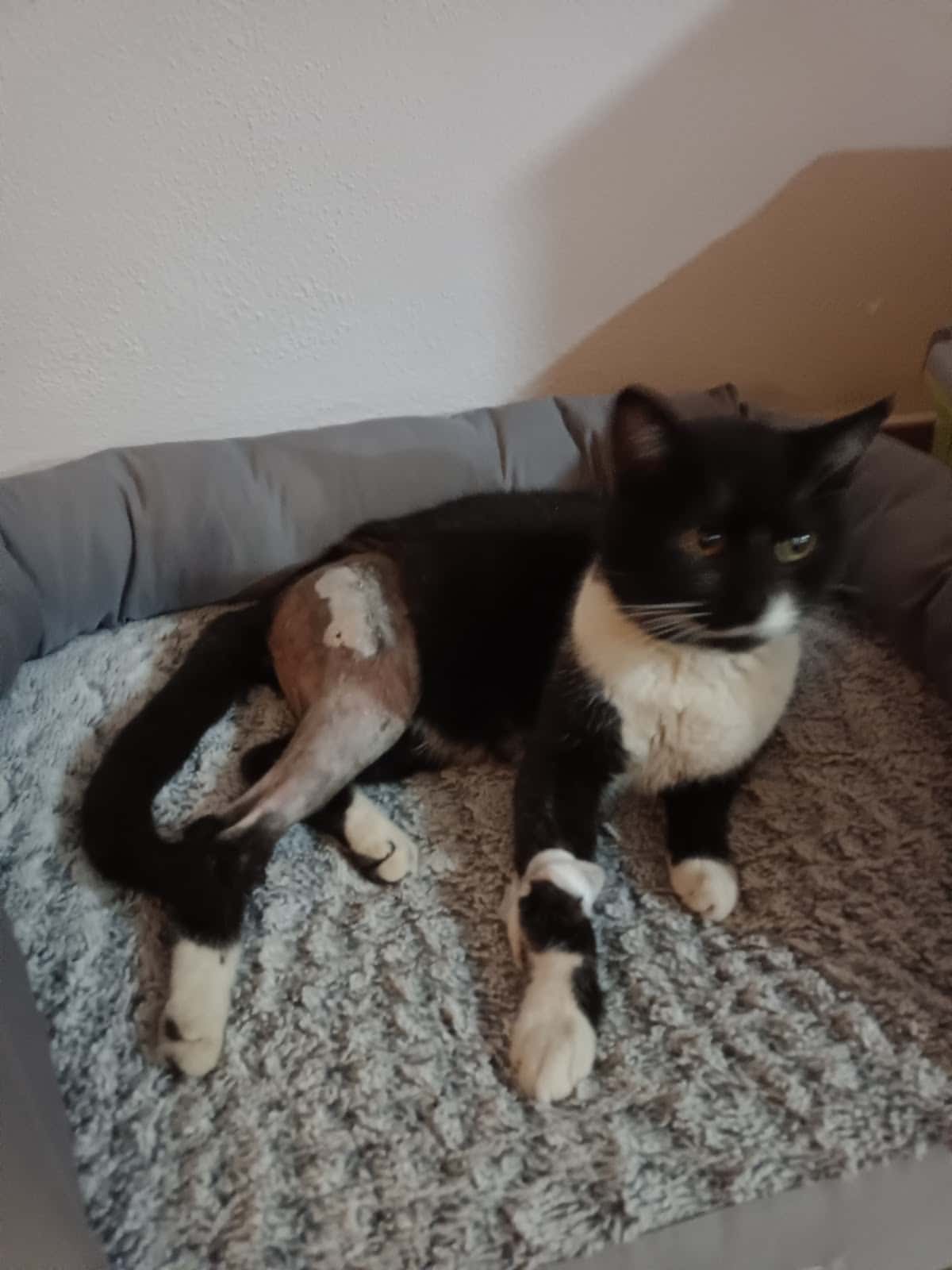 Clínica Veterinaria Sobrino e Illescas