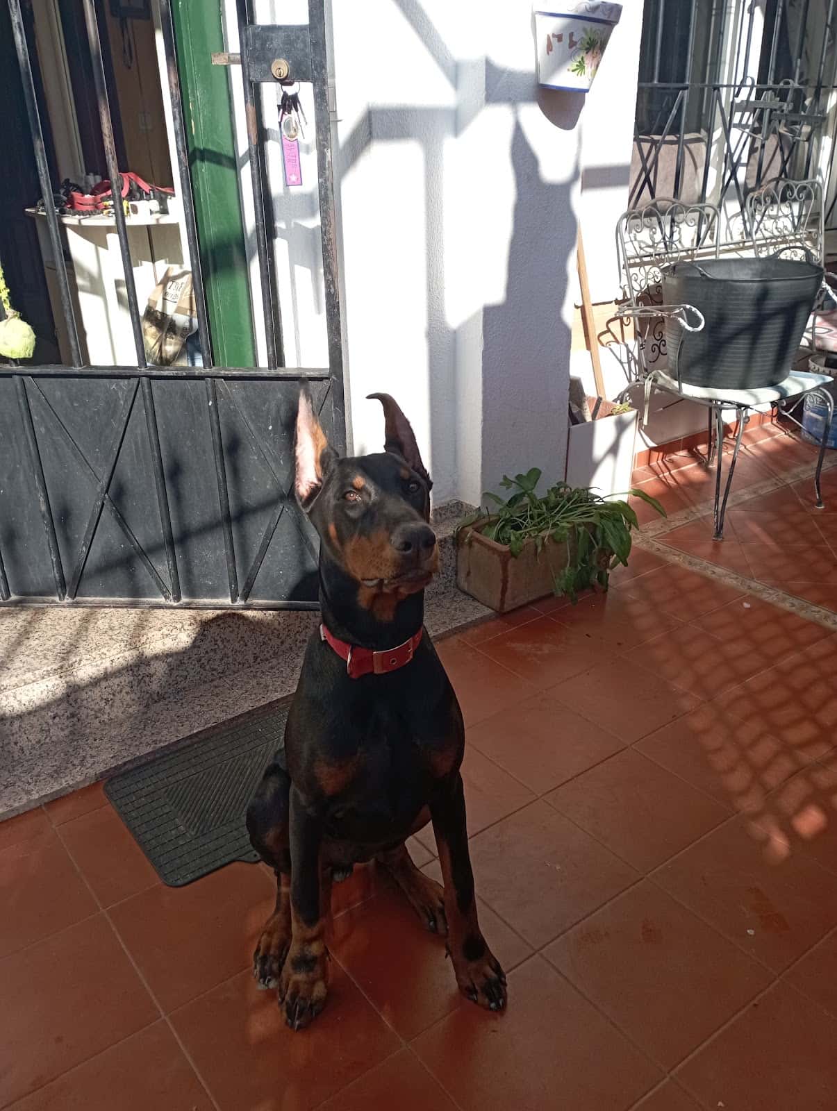 clinica veterinaria astigi veterinario clinica en ecija en sevilla principalImage ADOPTA Sitios Pet Friendly