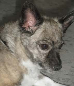 hnas  munoz jimenez veterinario centro en moron de la frontera en sevilla principalImage ADOPTA Sitios Pet Friendly