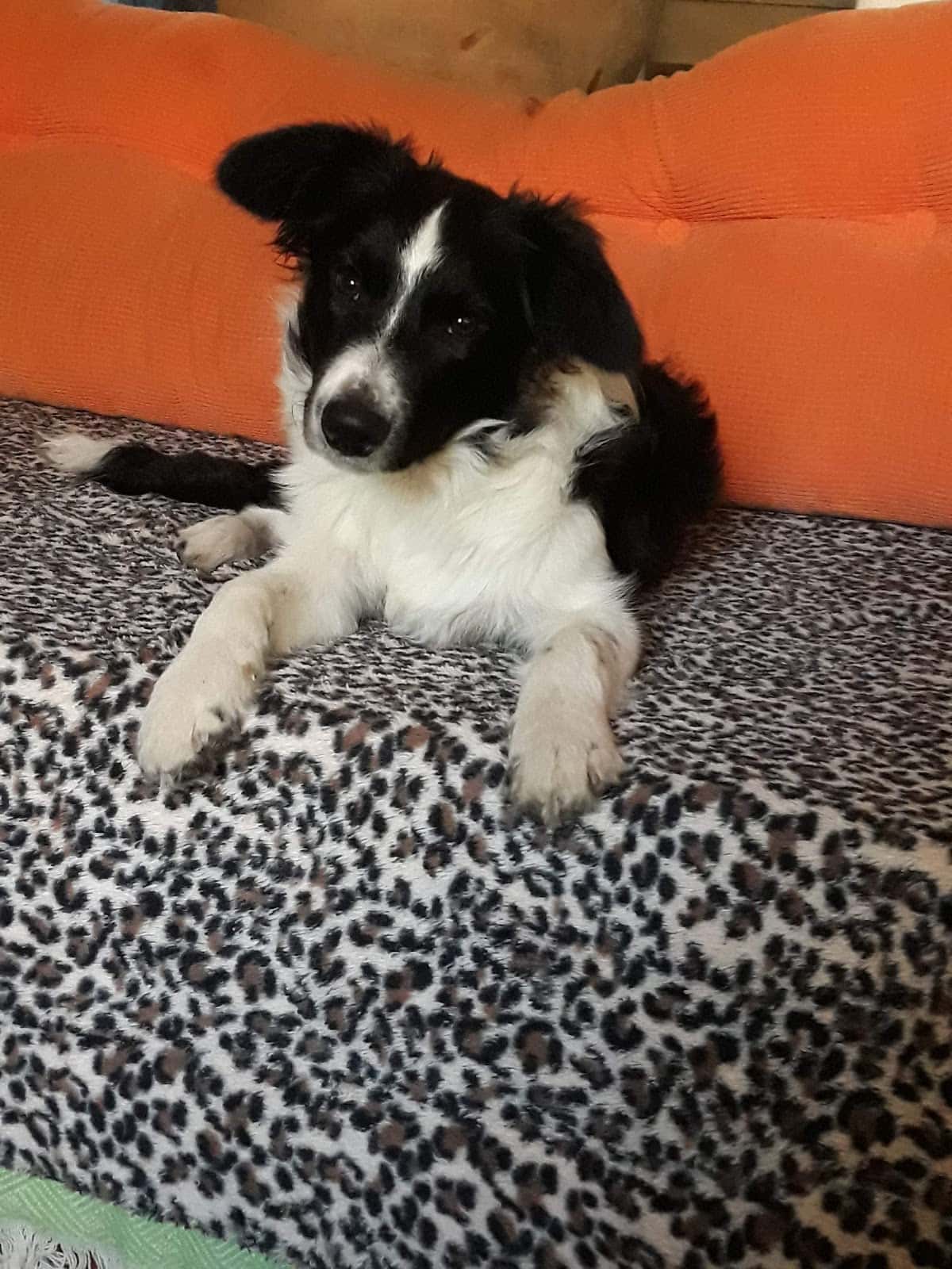 Clínica Veterinaria Cruz Verde