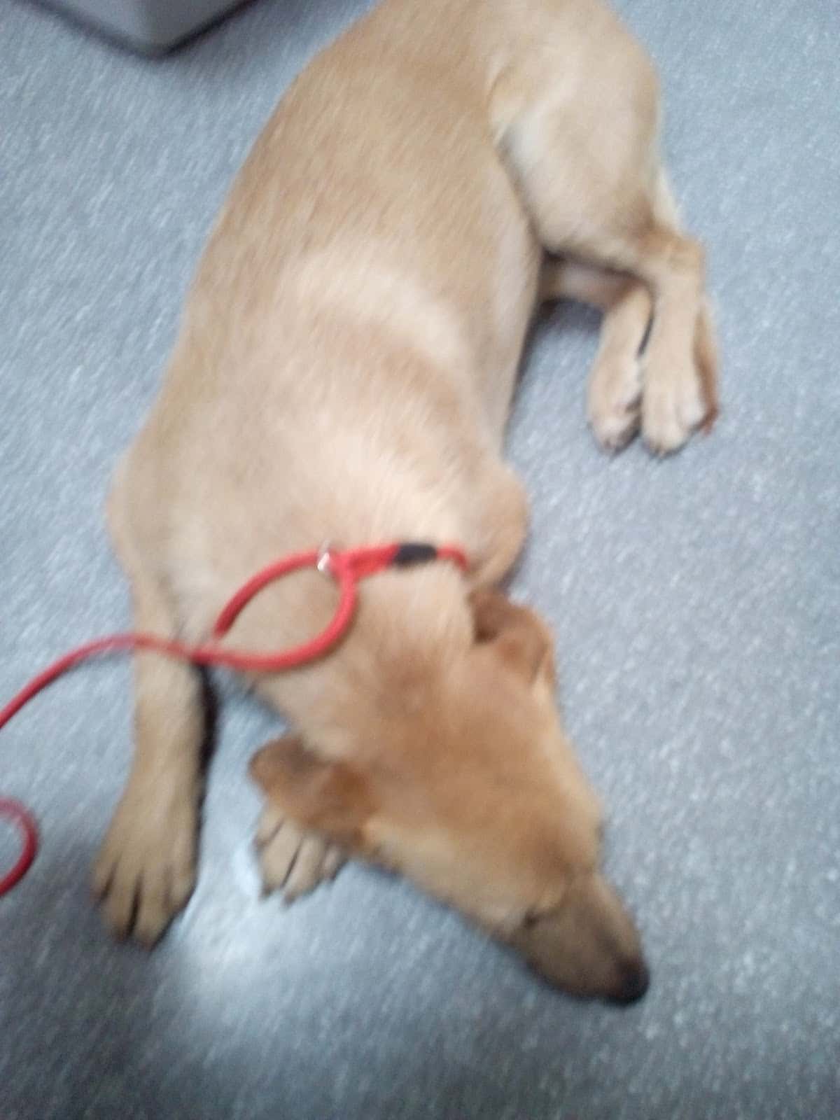 Clínica Veterinaria Cruz Verde