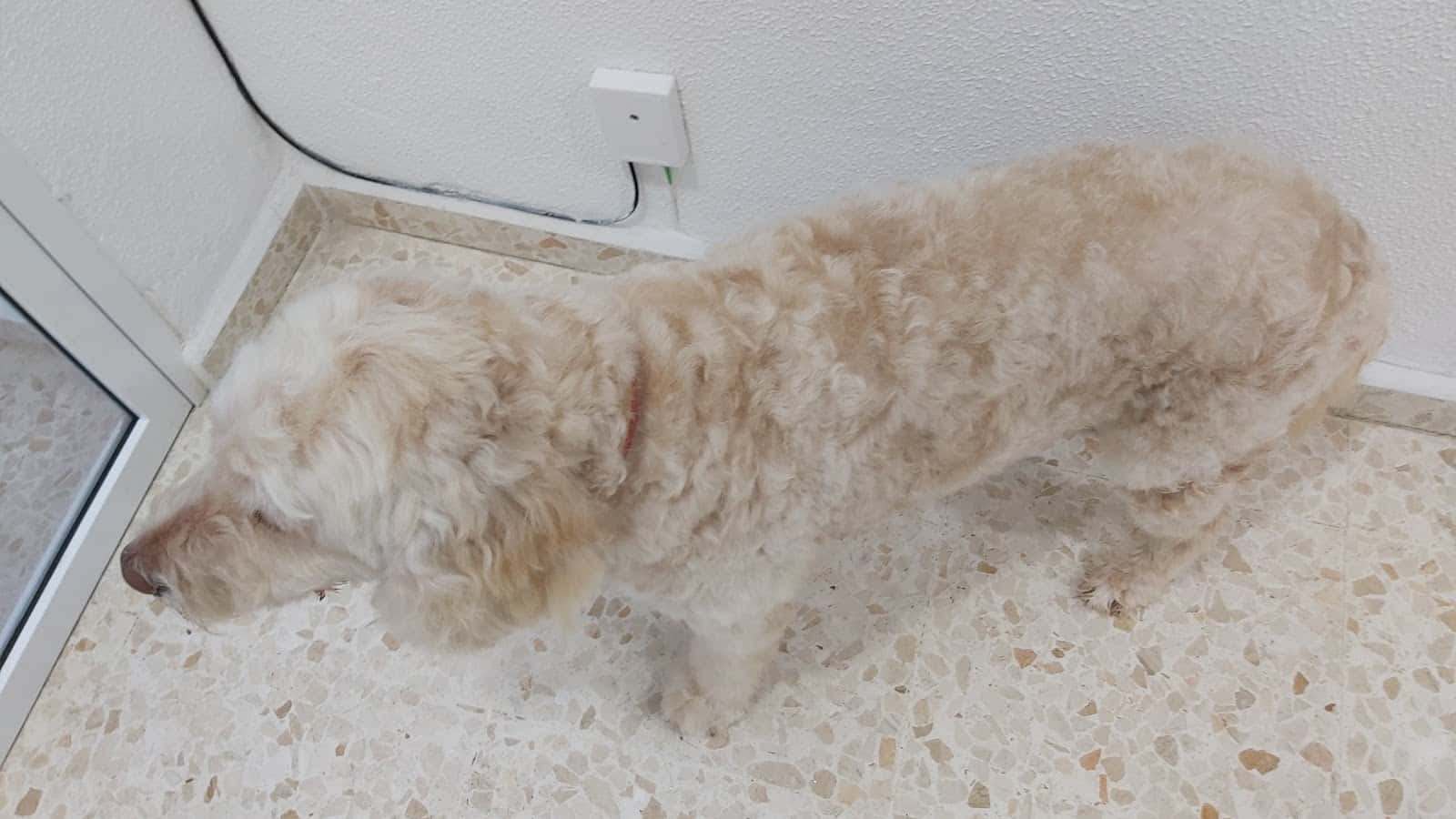 David da Rocha Veterinario