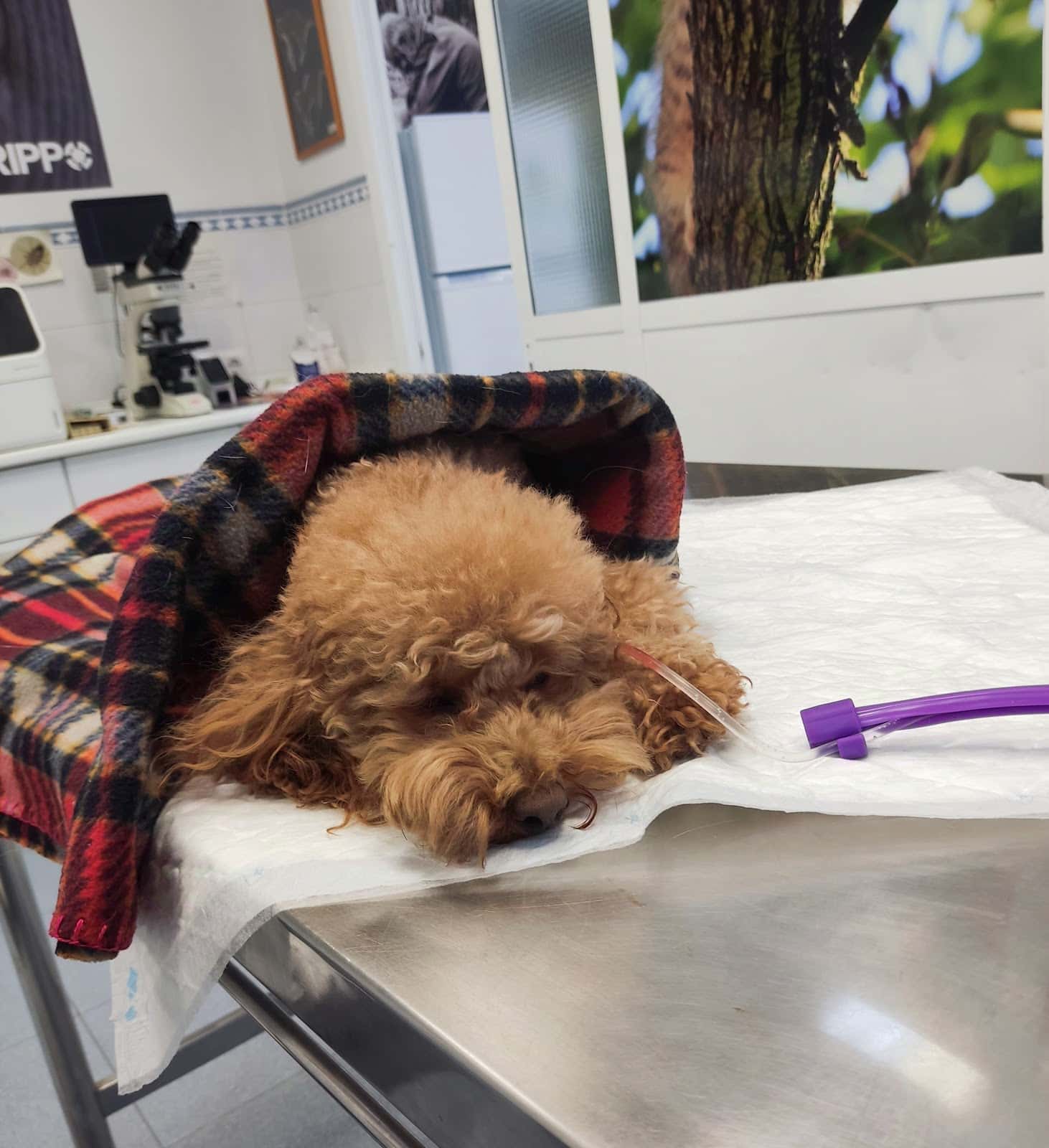 Clinica veterinaria Orippo