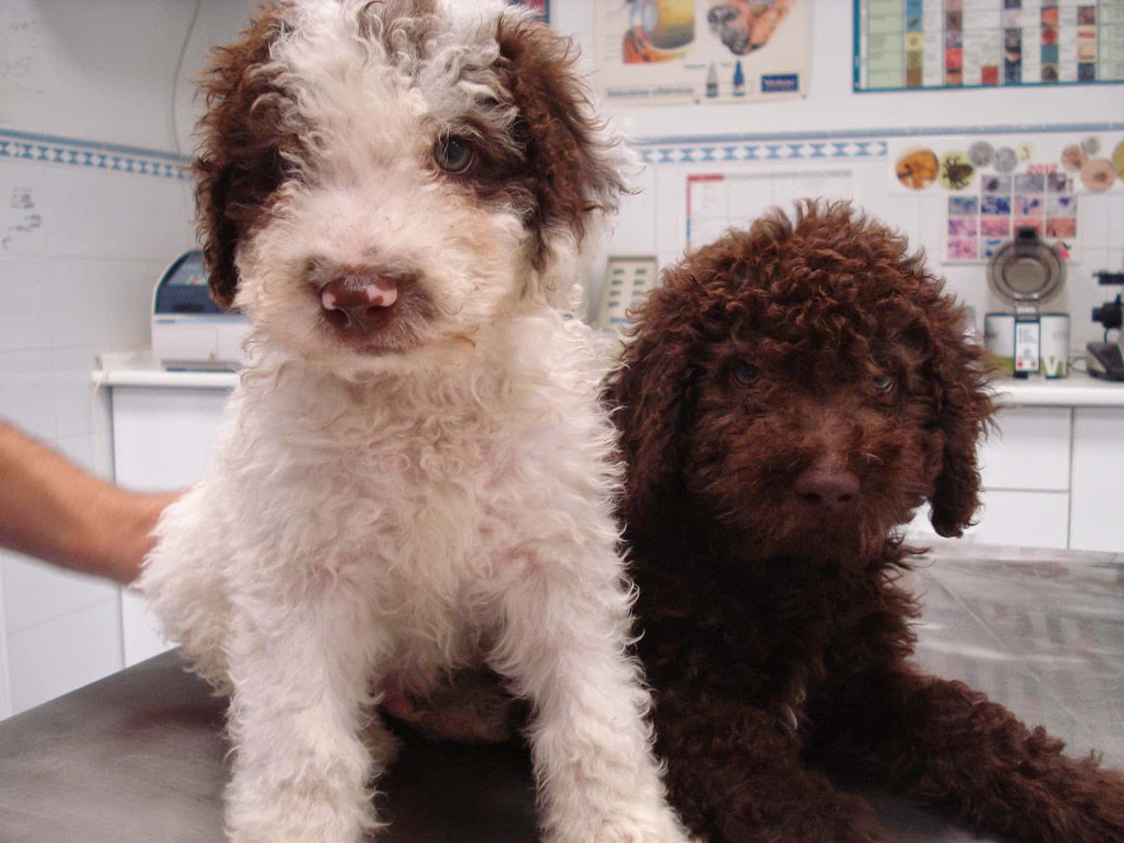 Clinica veterinaria Orippo