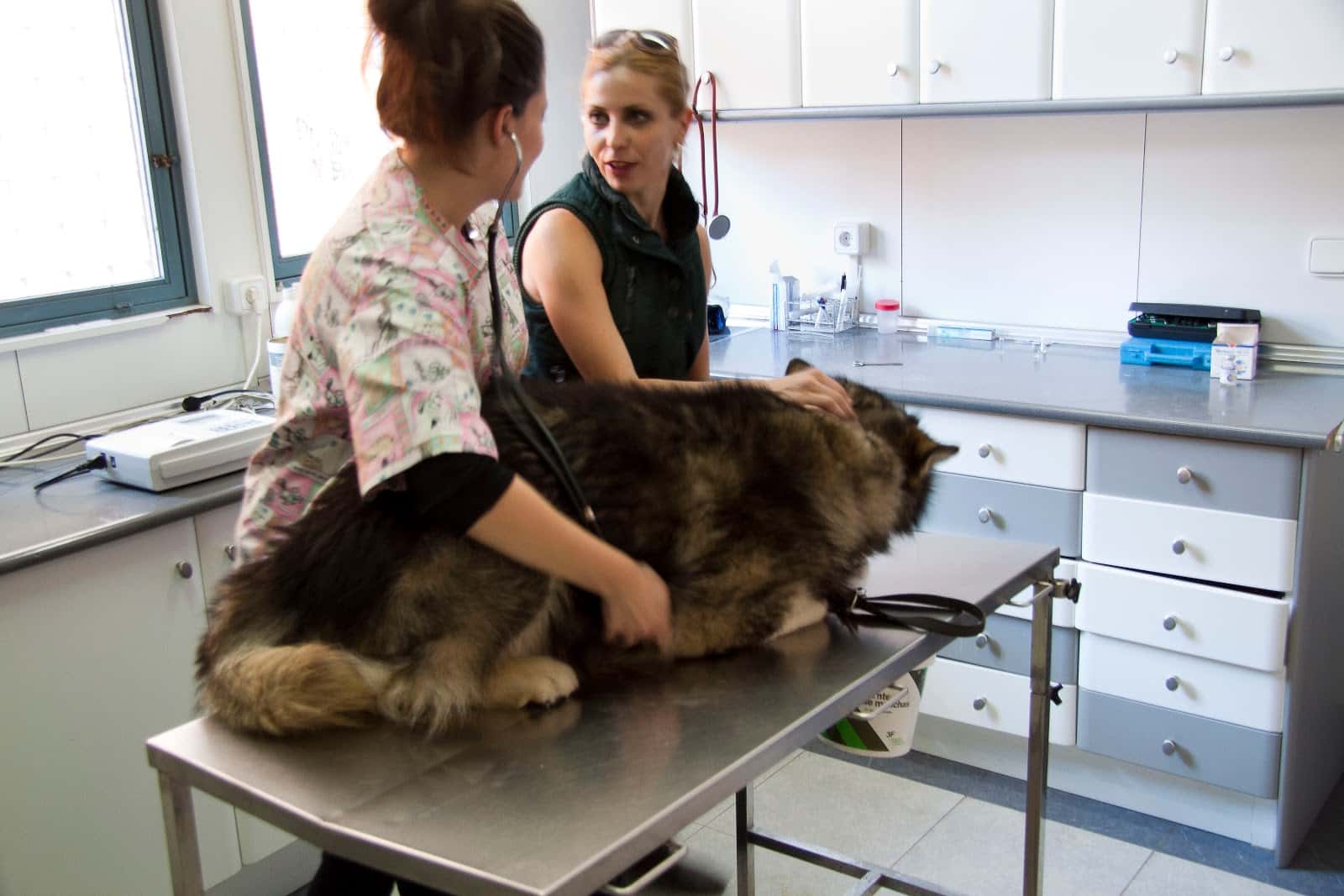 Clínica Veterinaria Juan Carlos de la Orden