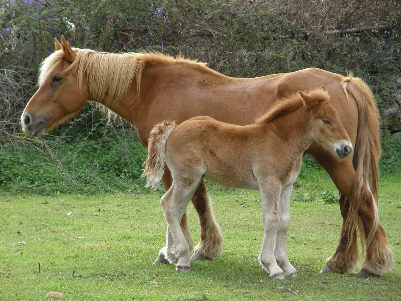 Clínica Veterinaria La Dehesa