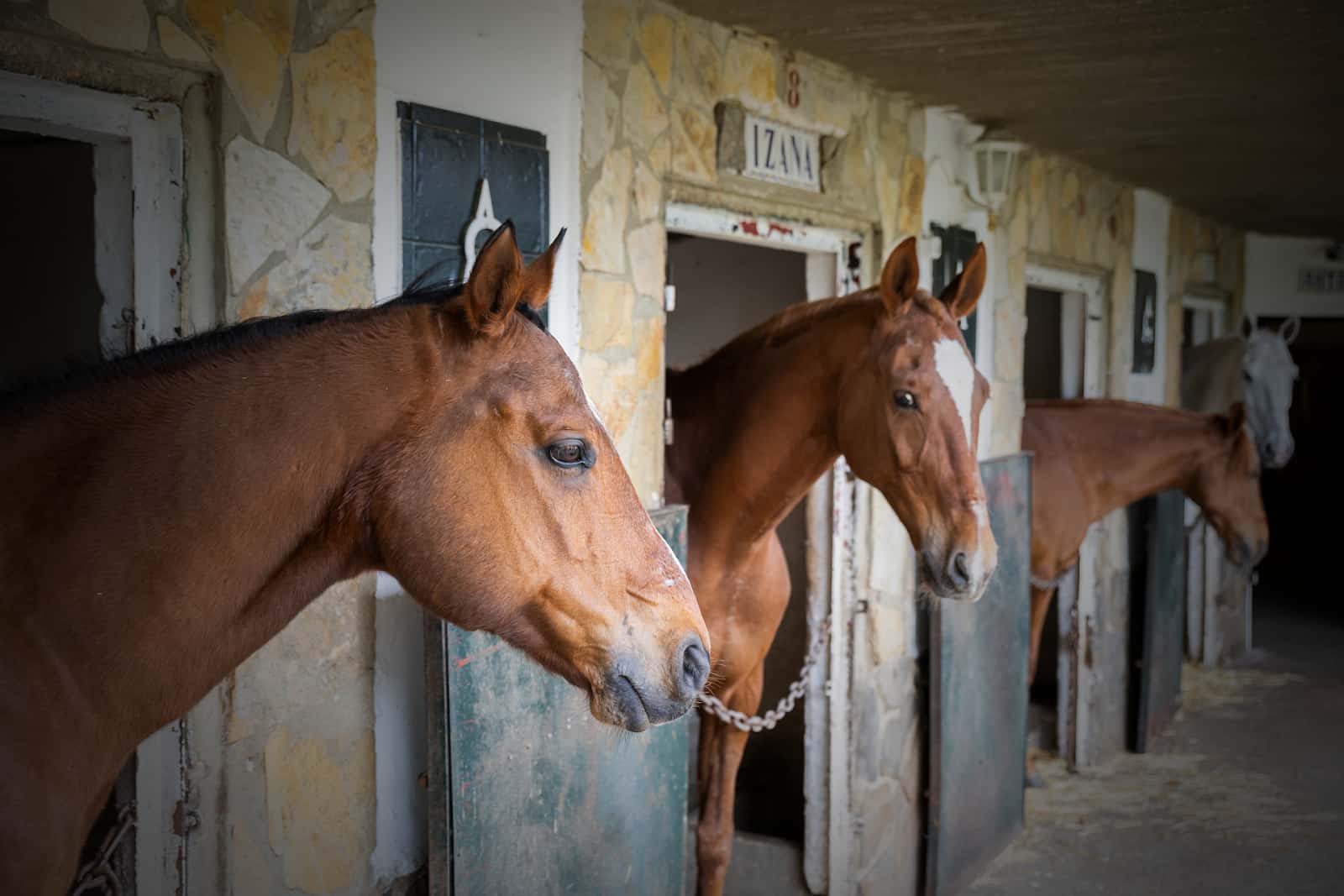Cristina Rioja Veterinaria