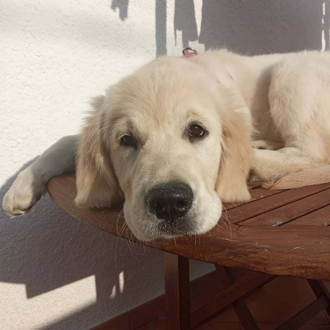 Clinivet - Veterinaris
