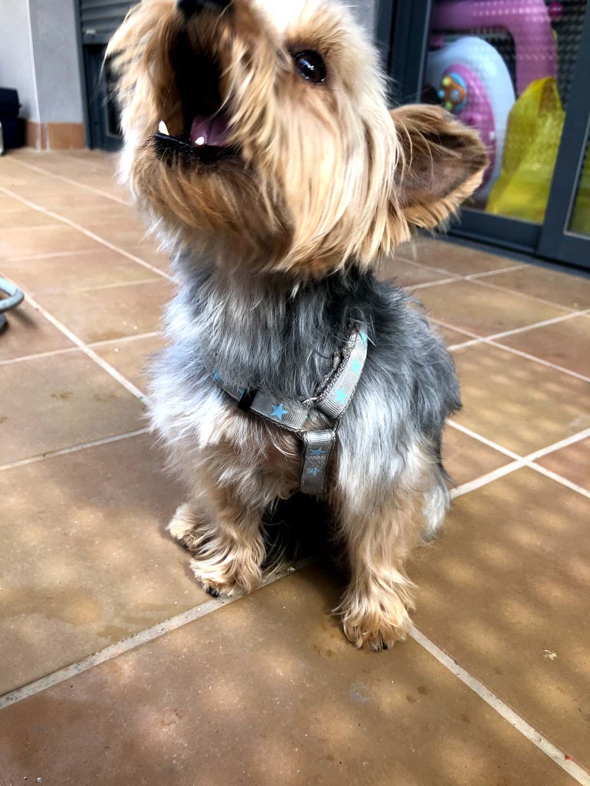 nexo veteralfacs la rapita veterinario centro en la rapita en tarragona principalImage ADOPTA Sitios Pet Friendly