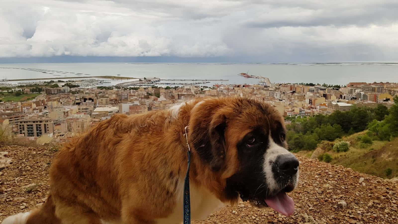 mascotes veterinario centro en la rapita en tarragona principalImage ADOPTA Sitios Pet Friendly