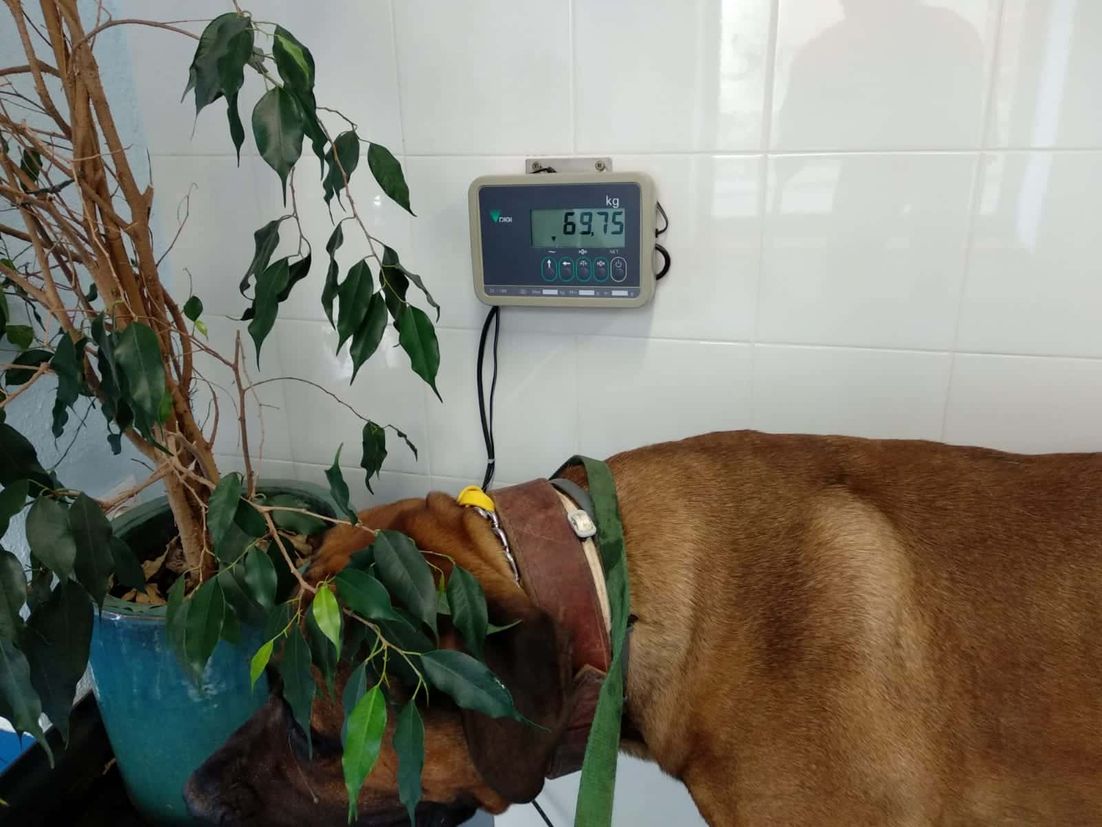 veterinais ametlla miami cambrils s l  veterinario centro en l ametlla de mar en tarragona principalImage ADOPTA Sitios Pet Friendly