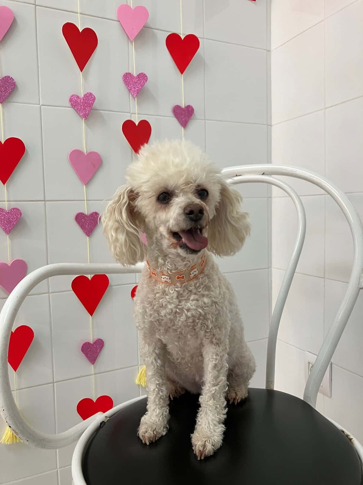 Veterinària Maite Haya