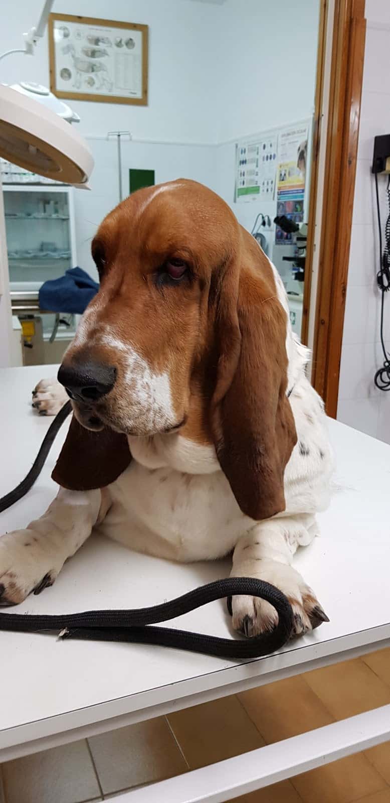 Veterinària Maite Haya