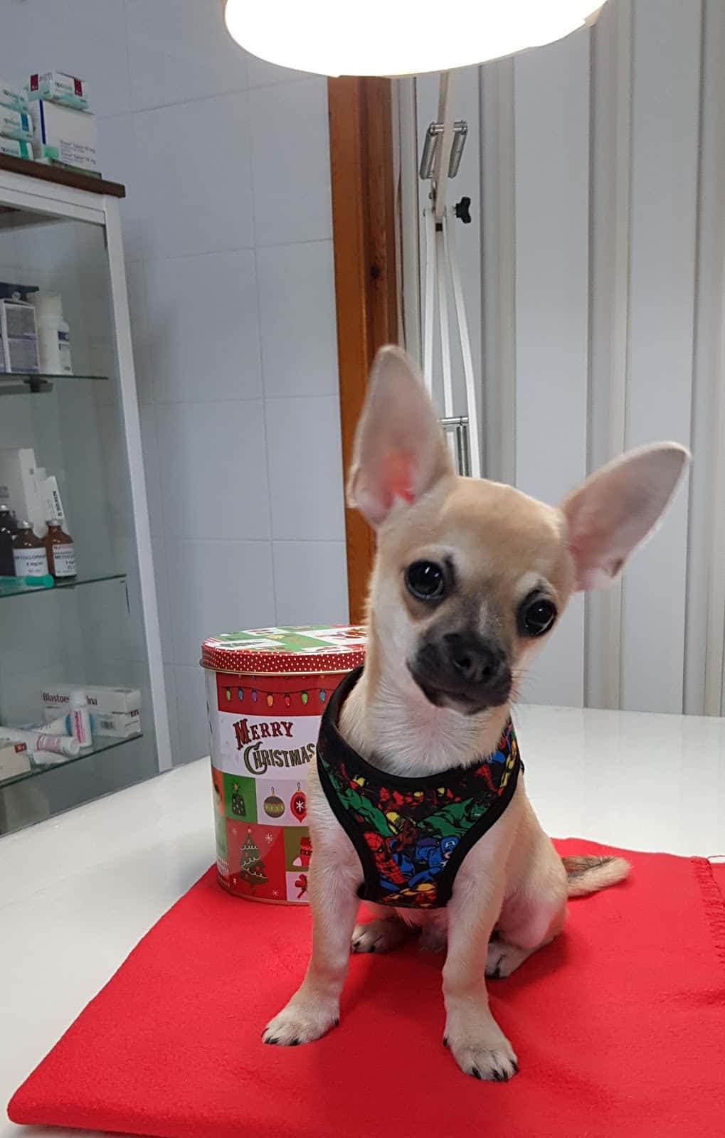Veterinària Maite Haya