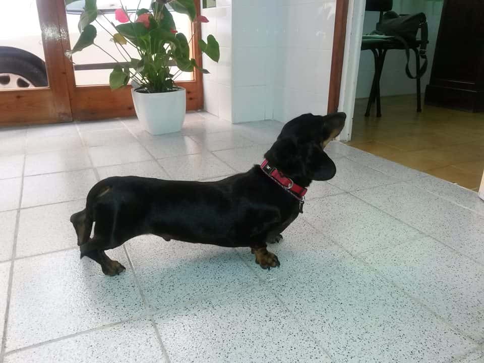veterinaria maite haya veterinario centro en el perello en tarragona principalImage ADOPTA Sitios Pet Friendly