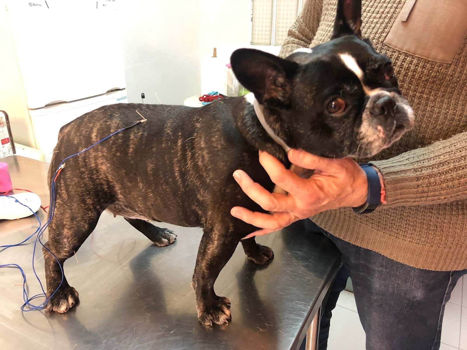 VETERINARI L'AMPOLLA