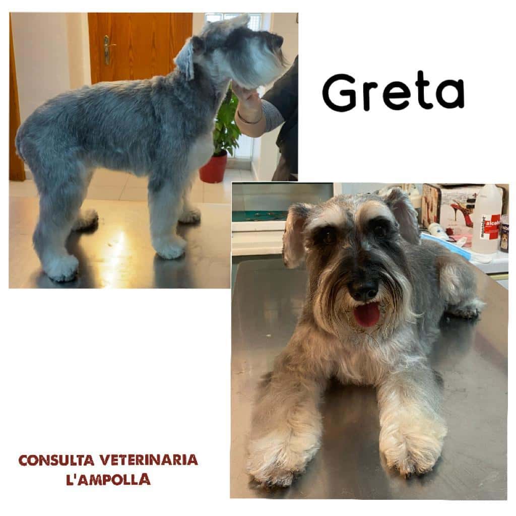 VETERINARI L'AMPOLLA