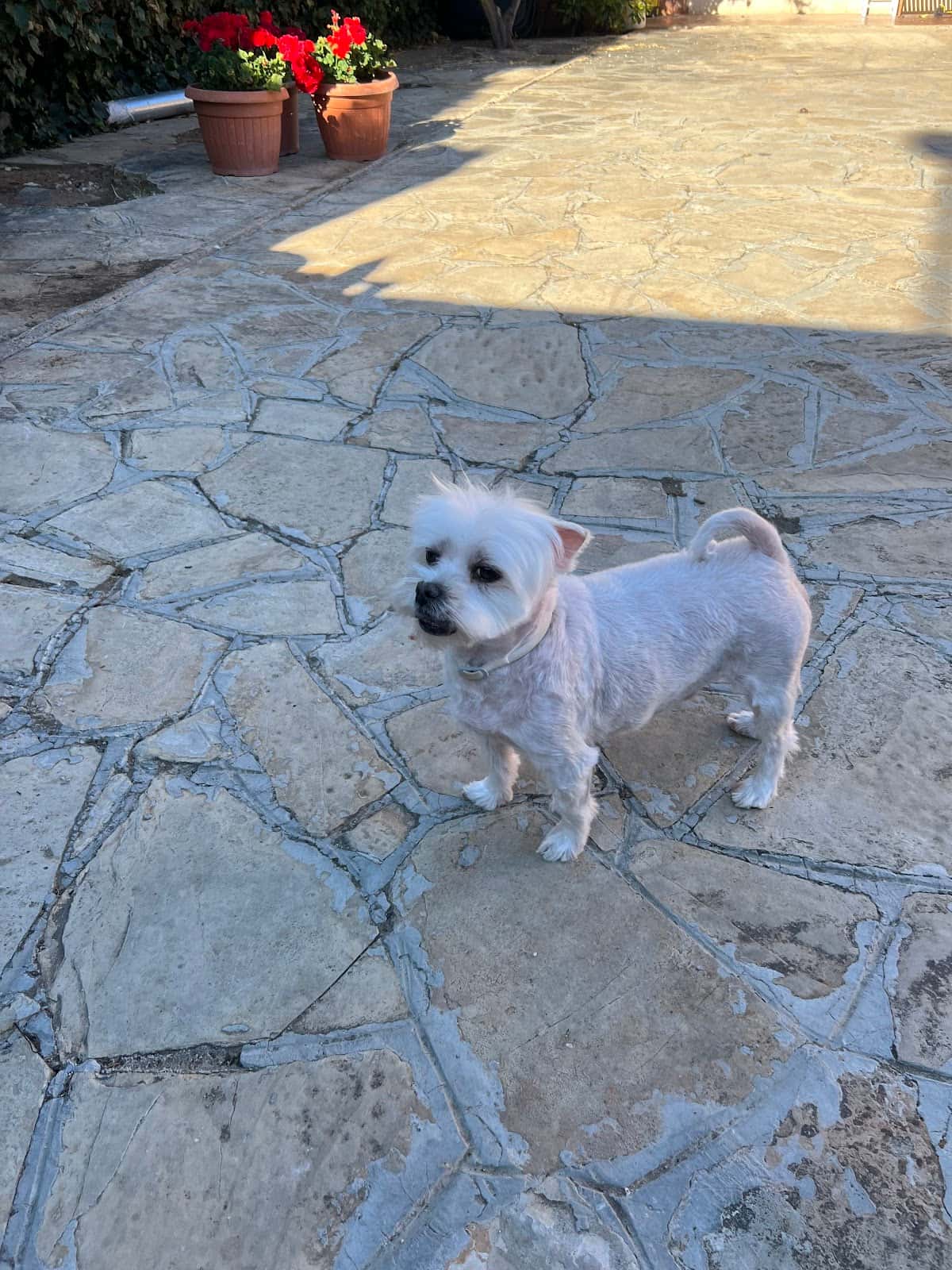 Selva Veterinaris